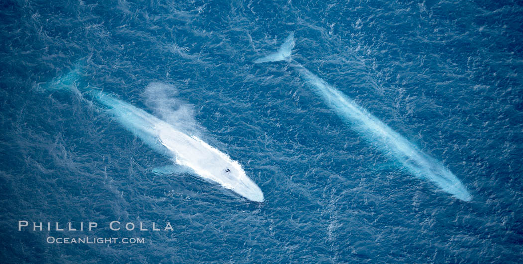 Blue whales, two blue whales swimming alongside one another., Balaenoptera musculus, natural history stock photograph, photo id 21307