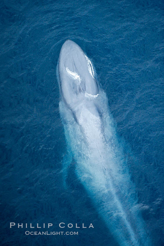 Blue whale. The sleek hydrodynamic shape of the enormous blue whale allows it to swim swiftly through the ocean, at times over one hundred miles in a single day. La Jolla, California, USA, Balaenoptera musculus, natural history stock photograph, photo id 21311