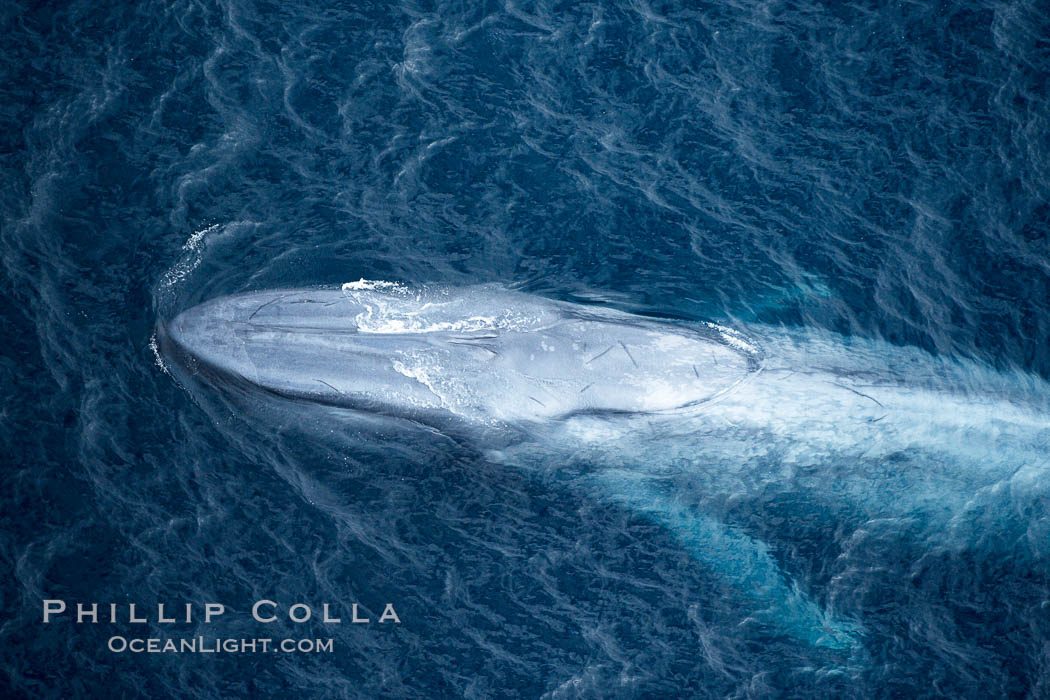 Blue whale. The sleek hydrodynamic shape of the enormous blue whale allows it to swim swiftly through the ocean, at times over one hundred miles in a single day. La Jolla, California, USA, Balaenoptera musculus, natural history stock photograph, photo id 21315