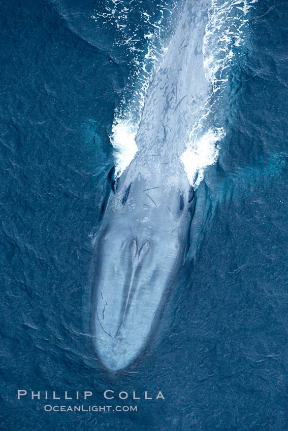 Blue whale. The sleek hydrodynamic shape of the enormous blue whale allows it to swim swiftly through the ocean, at times over one hundred miles in a single day. La Jolla, California, USA, Balaenoptera musculus, natural history stock photograph, photo id 21277