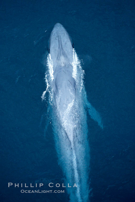 Blue whale. The sleek hydrodynamic shape of the enormous blue whale allows it to swim swiftly through the ocean, at times over one hundred miles in a single day. La Jolla, California, USA, Balaenoptera musculus, natural history stock photograph, photo id 21289