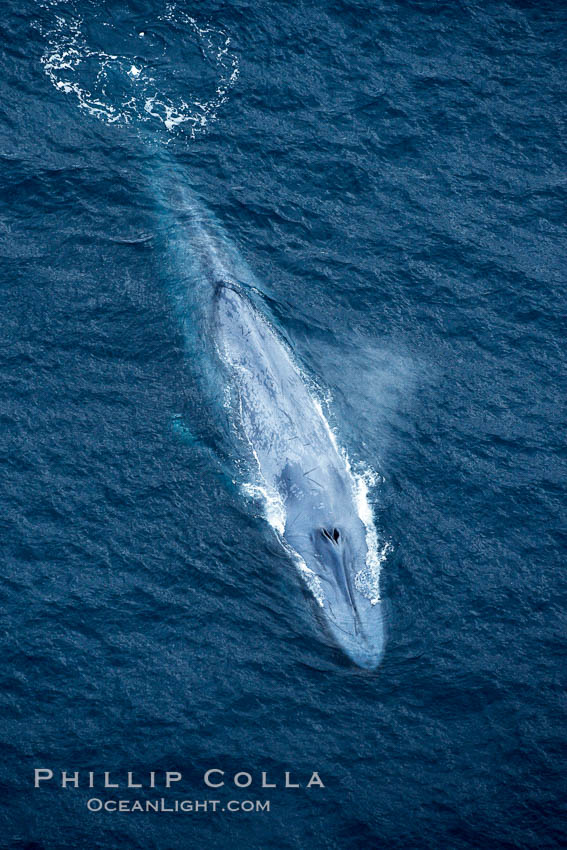 Blue whale.  The entire body of a huge blue whale is seen in this image, illustrating its hydronamic and efficient shape. La Jolla, California, USA, Balaenoptera musculus, natural history stock photograph, photo id 21301