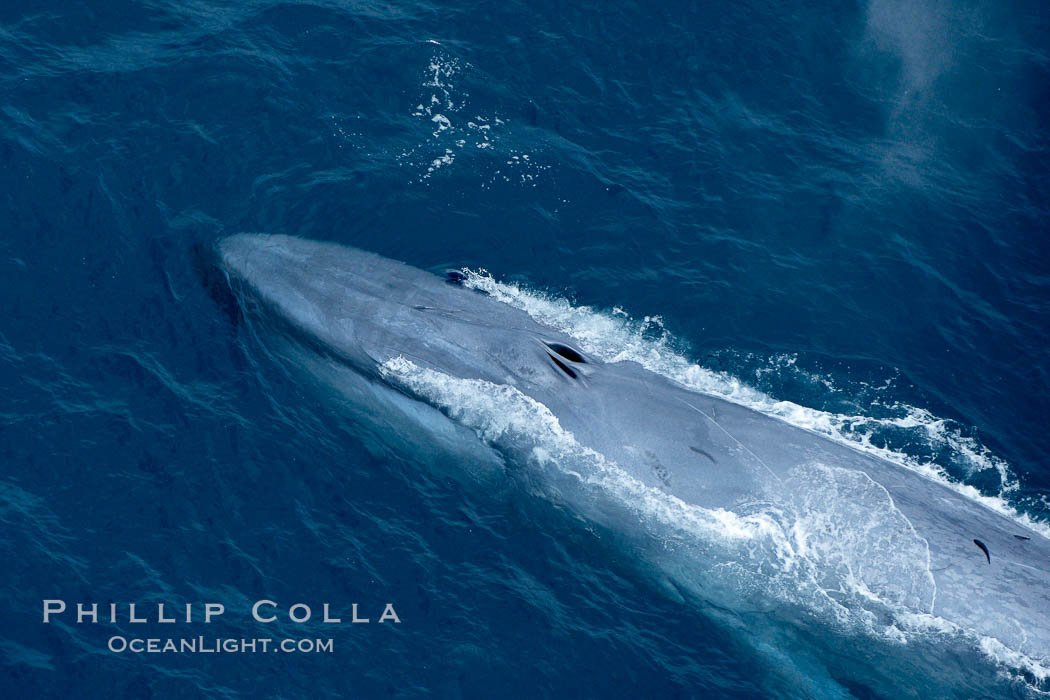 Blue whale. The sleek hydrodynamic shape of the enormous blue whale allows it to swim swiftly through the ocean, at times over one hundred miles in a single day. La Jolla, California, USA, Balaenoptera musculus, natural history stock photograph, photo id 21309
