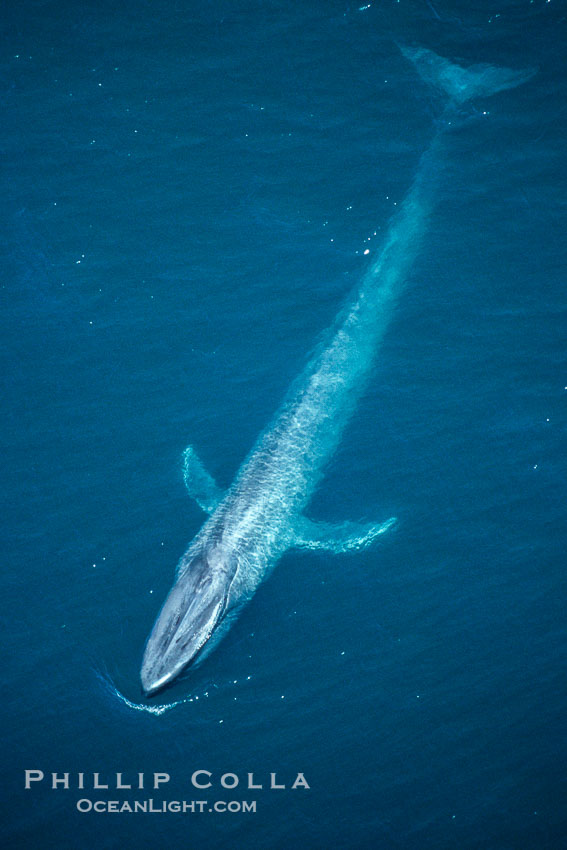 Blue whale., Balaenoptera musculus, natural history stock photograph, photo id 02167