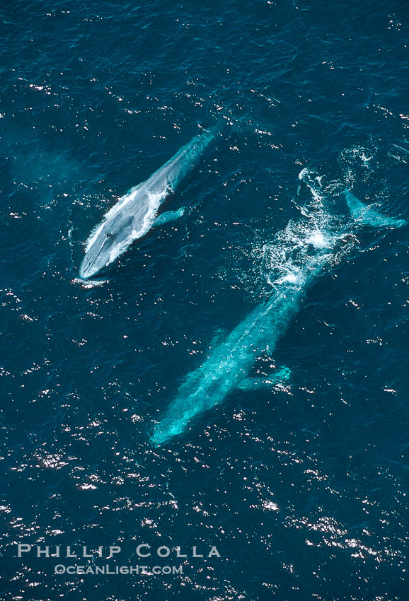 Blue whale., Balaenoptera musculus, natural history stock photograph, photo id 02191