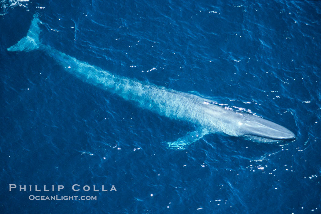 Blue whale., Balaenoptera musculus, natural history stock photograph, photo id 02199