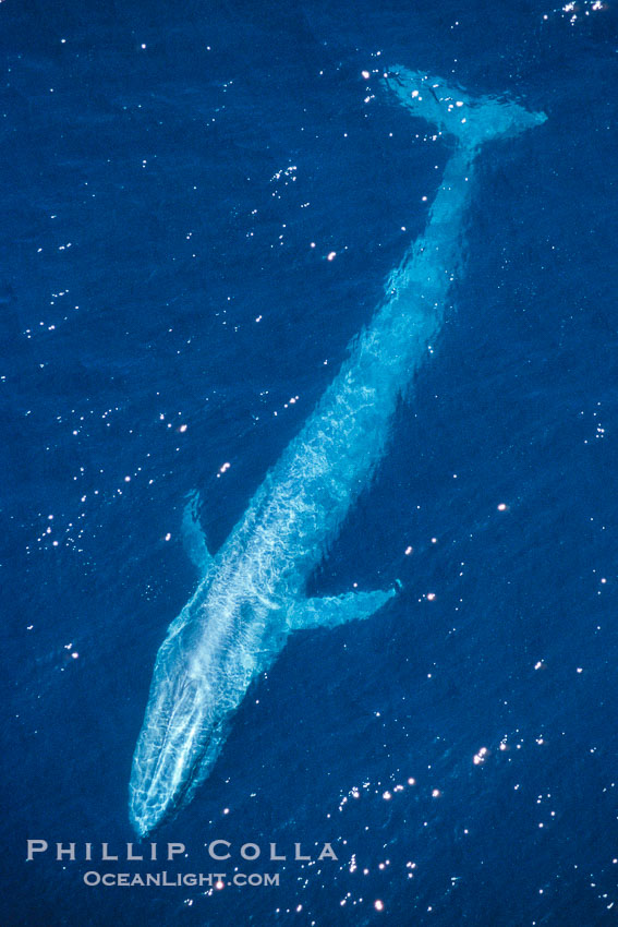 Blue whale, the largest animal ever to inhabit earth, swims through the open ocean, aerial view., Balaenoptera musculus, natural history stock photograph, photo id 02165