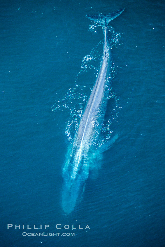 Blue whale, note vertebrae., Balaenoptera musculus, natural history stock photograph, photo id 02173