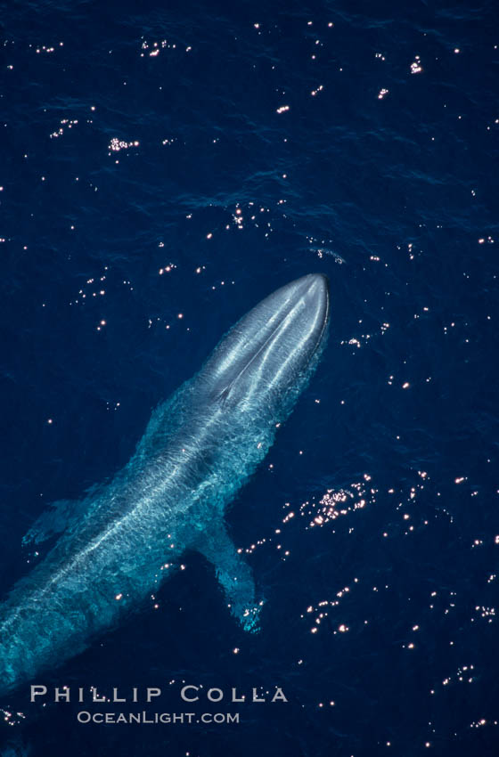 Blue whale rostrum, head, aerial view, open ocean., Balaenoptera musculus, natural history stock photograph, photo id 02309