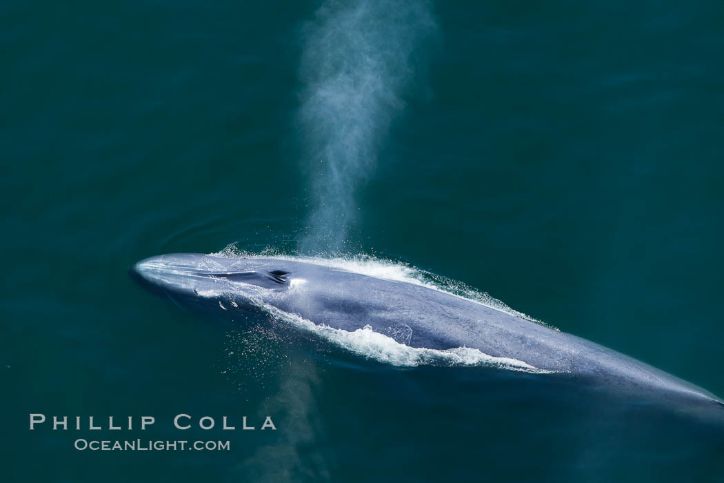 Blue whale, exhaling as it surfaces from a dive, aerial photo.  The blue whale is the largest animal ever to have lived on Earth, exceeding 100' in length and 200 tons in weight. Redondo Beach, California, USA, Balaenoptera musculus, natural history stock photograph, photo id 25962