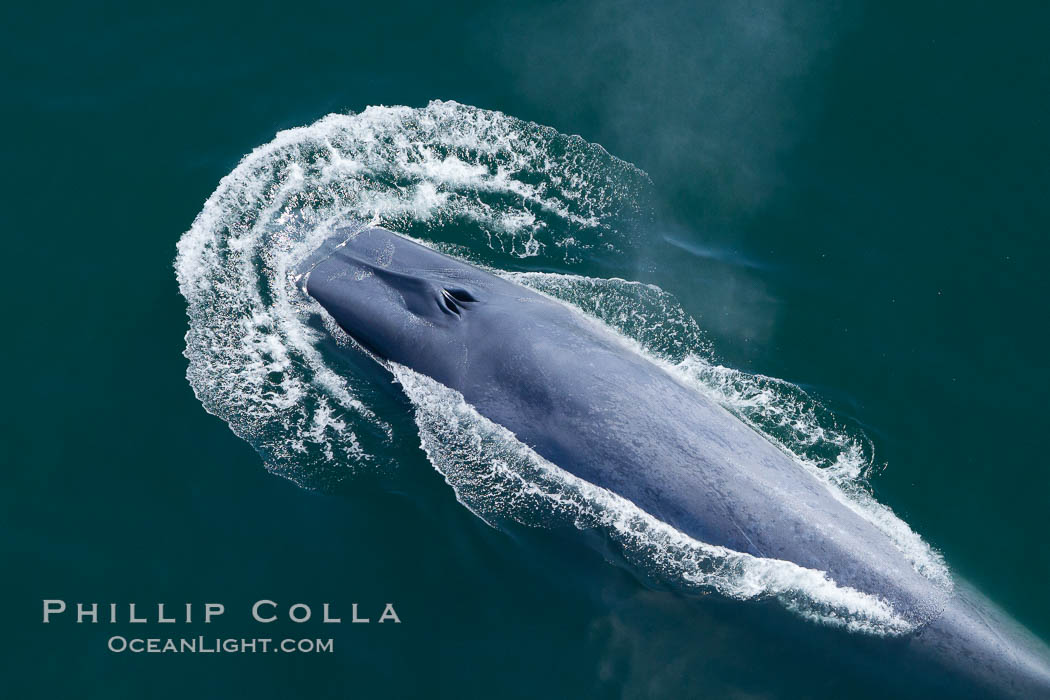 A blue whale's twin blowholes are fully opened as it inhales a breath of air just before diving underwater. Redondo Beach, California, USA, Balaenoptera musculus, natural history stock photograph, photo id 25966