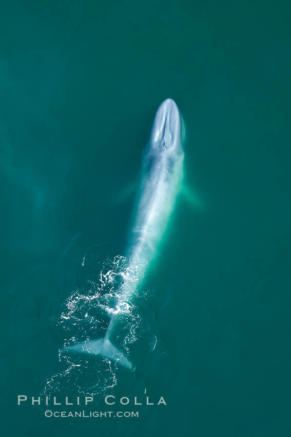 Blue whale swims at the surface of the ocean in this aerial photograph.  The blue whale is the largest animal ever to have lived on Earth, exceeding 100' in length and 200 tons in weight. Redondo Beach, California, USA, Balaenoptera musculus, natural history stock photograph, photo id 25952