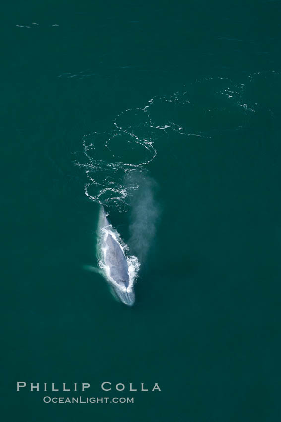 Blue whale swims at the surface of the ocean in this aerial photograph.  The blue whale is the largest animal ever to have lived on Earth, exceeding 100' in length and 200 tons in weight. Redondo Beach, California, USA, Balaenoptera musculus, natural history stock photograph, photo id 25960