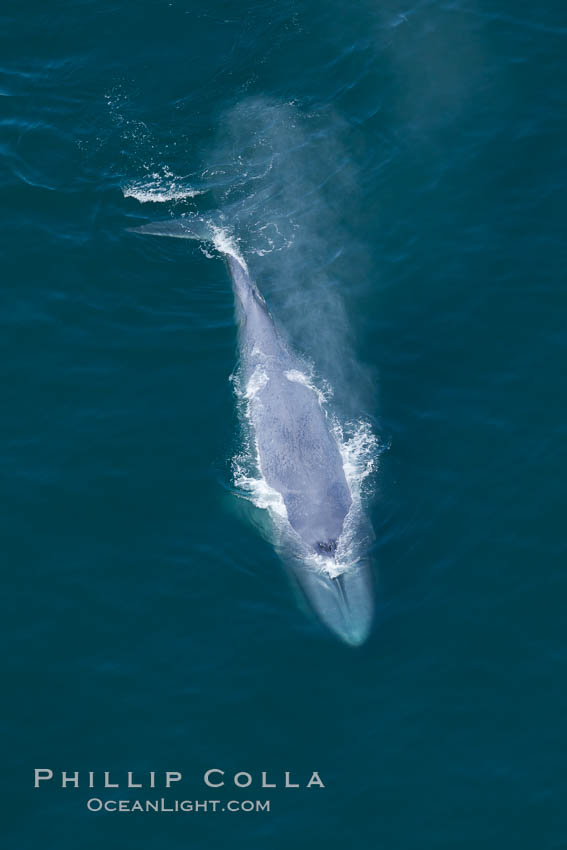 Blue whale swims at the surface of the ocean in this aerial photograph.  The blue whale is the largest animal ever to have lived on Earth, exceeding 100' in length and 200 tons in weight. Redondo Beach, California, USA, Balaenoptera musculus, natural history stock photograph, photo id 25972