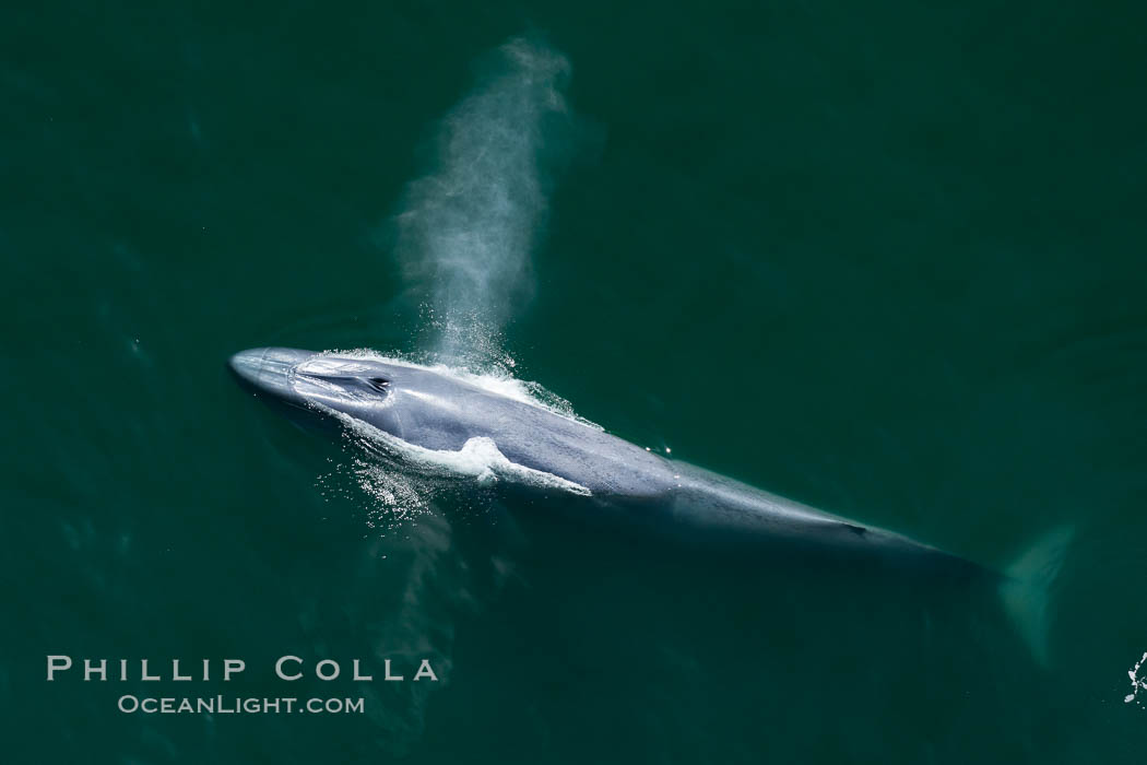 Blue whale, exhaling as it surfaces from a dive, aerial photo.  The blue whale is the largest animal ever to have lived on Earth, exceeding 100' in length and 200 tons in weight. Redondo Beach, California, USA, Balaenoptera musculus, natural history stock photograph, photo id 25951