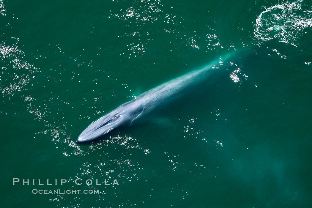 Blue whale swims at the surface of the ocean in this aerial photograph.  The blue whale is the largest animal ever to have lived on Earth, exceeding 100' in length and 200 tons in weight. Redondo Beach, California, USA, Balaenoptera musculus, natural history stock photograph, photo id 25963