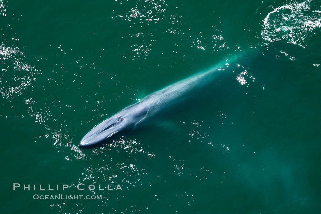 Blue whale swims at the surface of the ocean in this aerial photograph.  The blue whale is the largest animal ever to have lived on Earth, exceeding 100' in length and 200 tons in weight. Redondo Beach, California, USA, Balaenoptera musculus, natural history stock photograph, photo id 25963