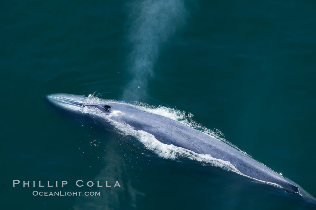 Blue whale, exhaling as it surfaces from a dive, aerial photo.  The blue whale is the largest animal ever to have lived on Earth, exceeding 100' in length and 200 tons in weight. Redondo Beach, California, USA, Balaenoptera musculus, natural history stock photograph, photo id 25957