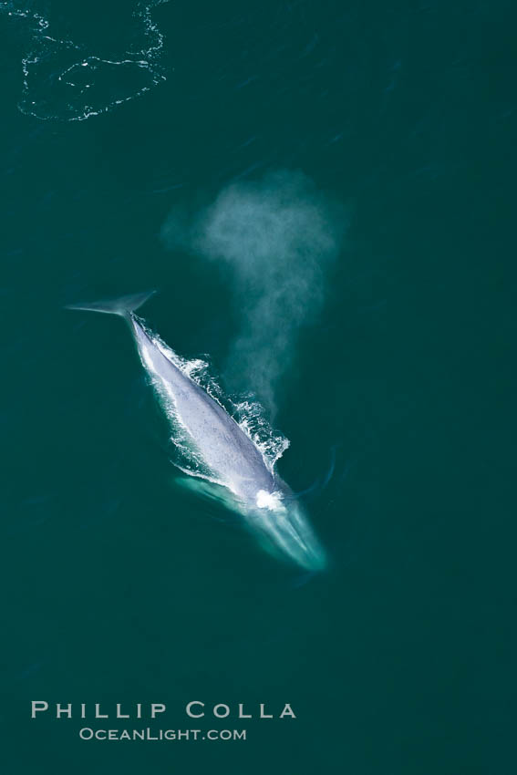 Blue whale, exhaling as it surfaces from a dive, aerial photo.  The blue whale is the largest animal ever to have lived on Earth, exceeding 100' in length and 200 tons in weight. Redondo Beach, California, USA, Balaenoptera musculus, natural history stock photograph, photo id 25965