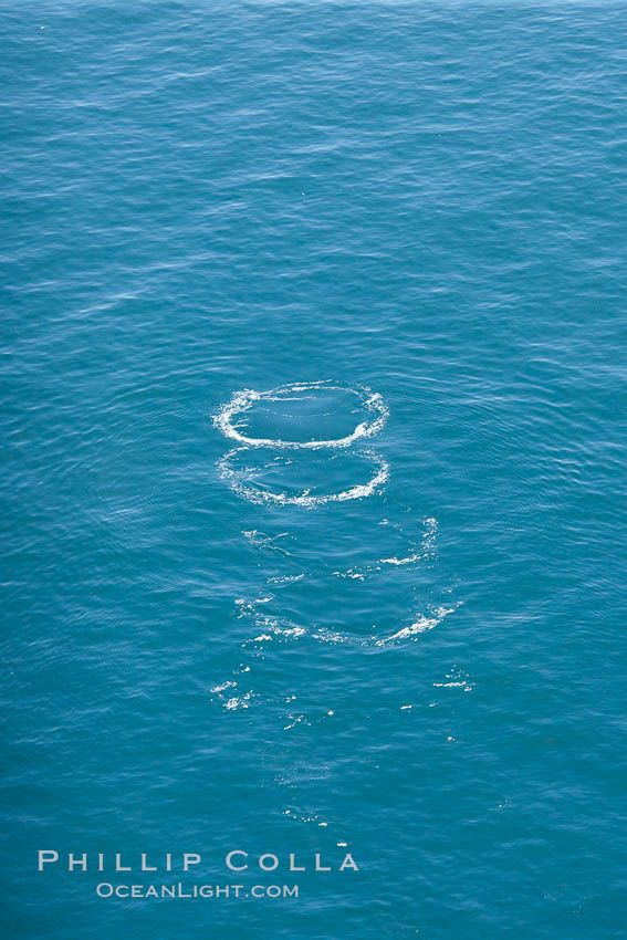 Blue whale footprints, the circular marks left behind on the ocean's surface after a whale has swum by., Balaenoptera musculus, natural history stock photograph, photo id 26041