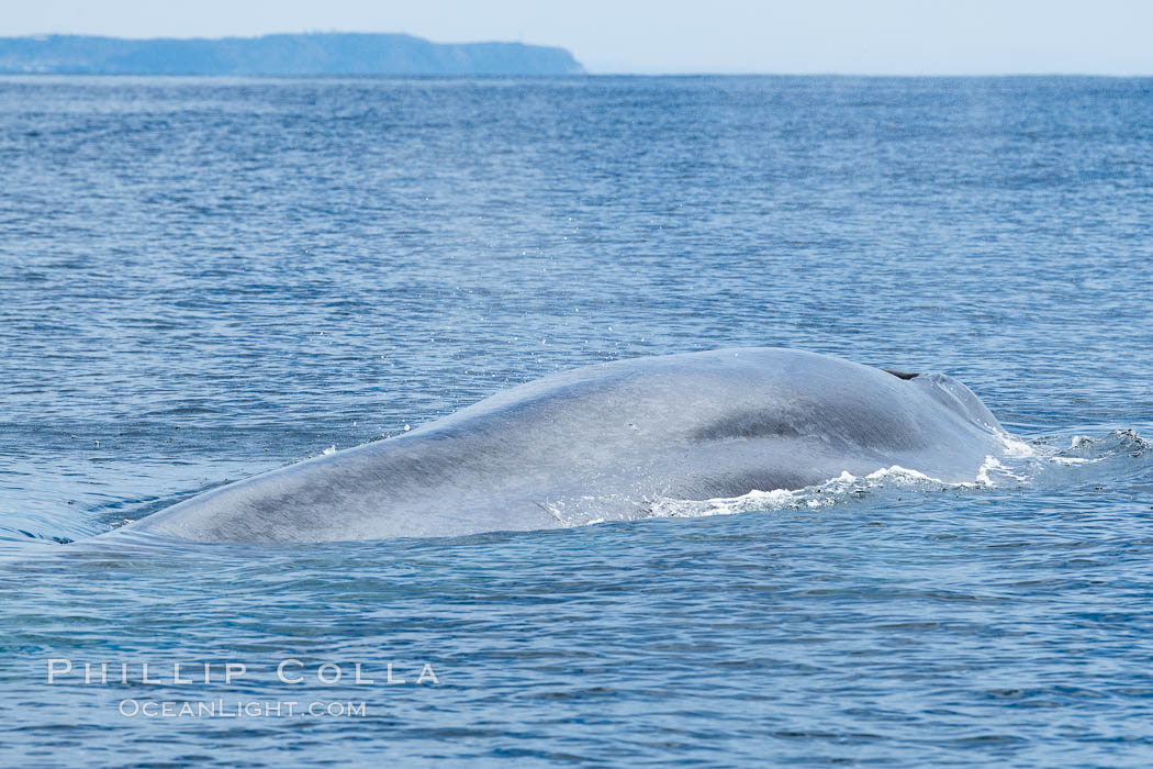 Blue whale, Balaenoptera Musculus, Southern California. San Diego, USA, Balaenoptera musculus, natural history stock photograph, photo id 34561