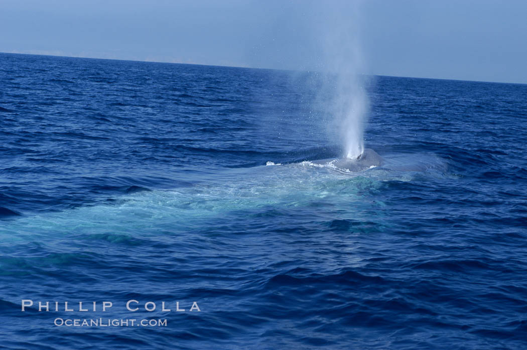 An enormous blue whale is stretched out at the surface, resting, breathing and slowly swimming, during a break between feeding dives. Open ocean offshore of San Diego. California, USA, Balaenoptera musculus, natural history stock photograph, photo id 07534