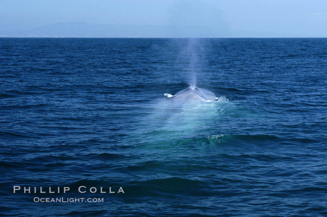 An enormous blue whale is stretched out at the surface, resting, breathing and slowly swimming, during a break between feeding dives. Open ocean offshore of San Diego. California, USA, Balaenoptera musculus, natural history stock photograph, photo id 07532
