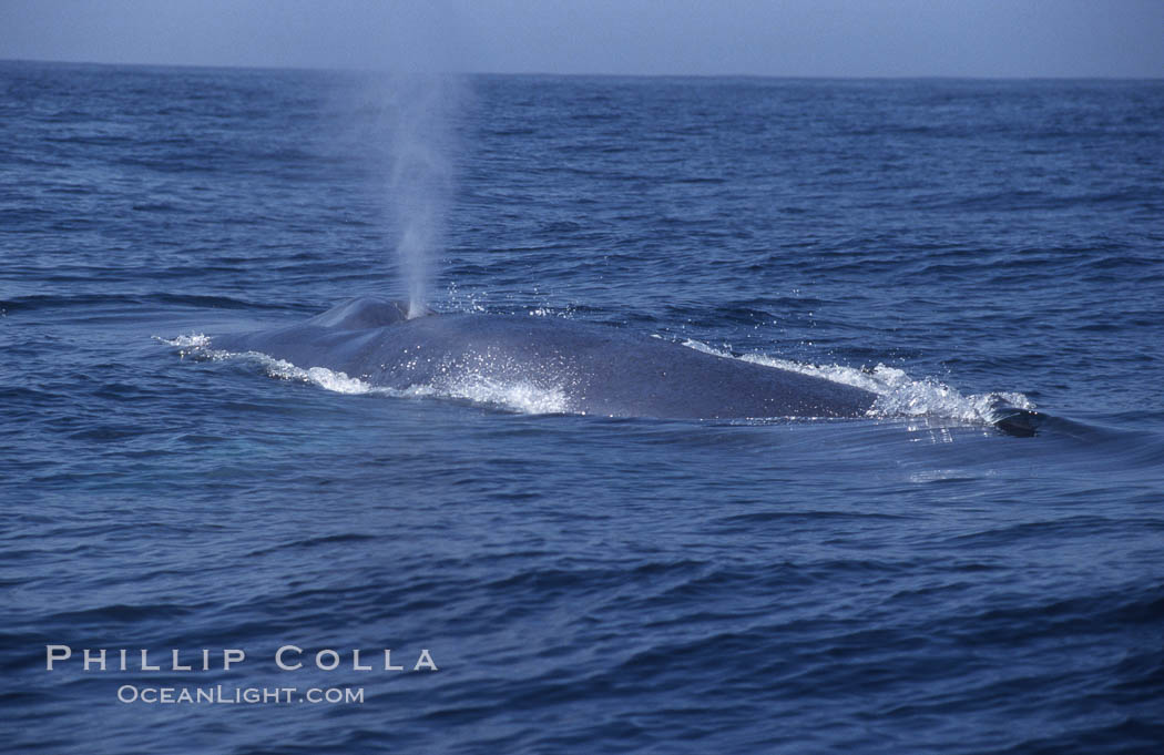 Blue whale surfacing,  Baja California (Mexico)., Balaenoptera musculus, natural history stock photograph, photo id 03329