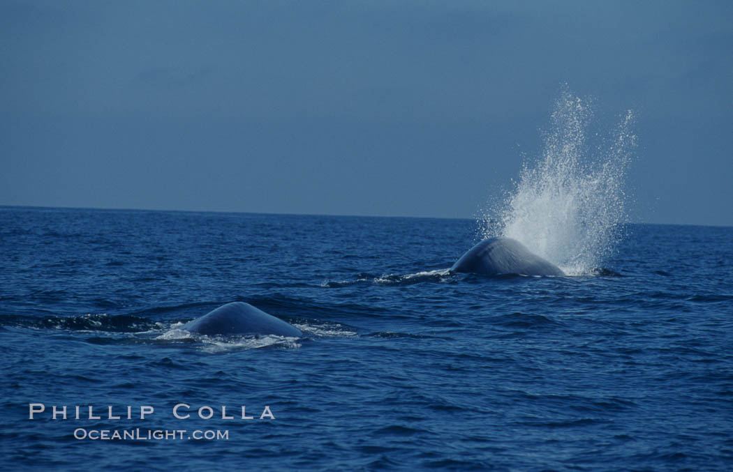 Two blue whales round out together just before synchronously diving for food, one of them making a splash with its rostrom as it does so.  Open ocean near San Diego. California, USA, Balaenoptera musculus, natural history stock photograph, photo id 07585