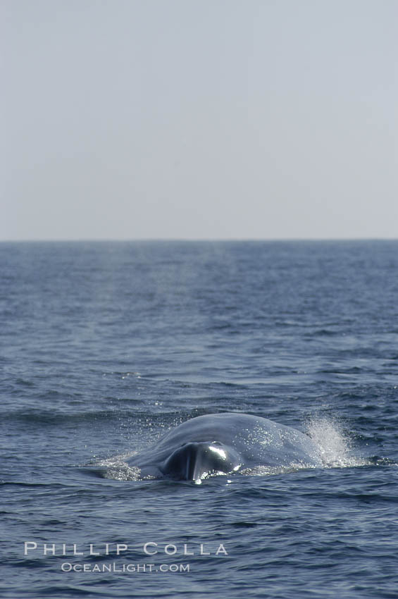 The splashguard of this approaching blue whale pushes water aside so that it can open its blowholes  (which are just behind the splashguard) to breathe.  Open ocean offshore of San Diego. California, USA, Balaenoptera musculus, natural history stock photograph, photo id 07546