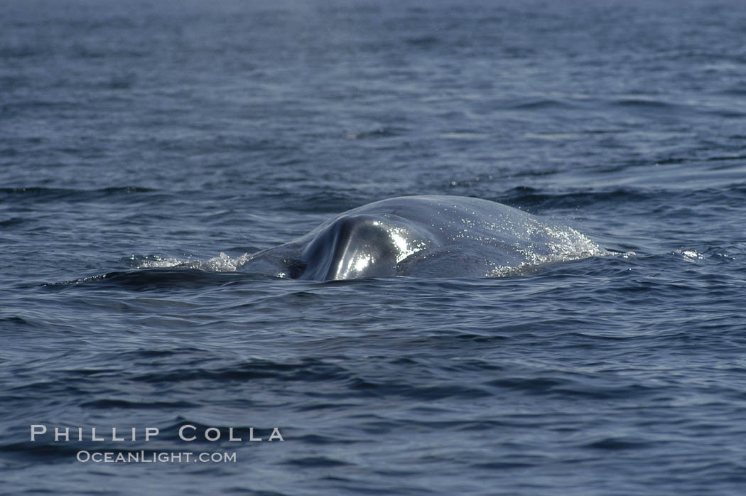 The splashguard of this approaching blue whale pushes water aside so that it can open its blowholes  (which are just behind the splashguard) to breathe.  Open ocean offshore of San Diego. California, USA, Balaenoptera musculus, natural history stock photograph, photo id 07547