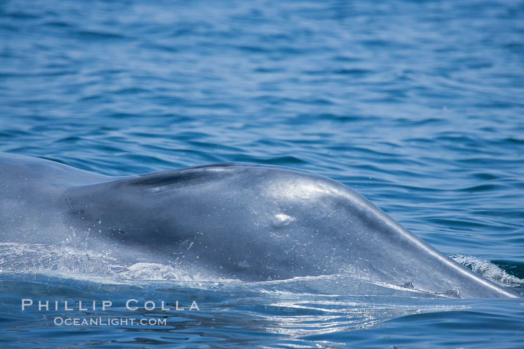 Blue whale, closeup view of splashguard that surrounds the blowhole. San Diego, California, USA, Balaenoptera musculus, natural history stock photograph, photo id 16187
