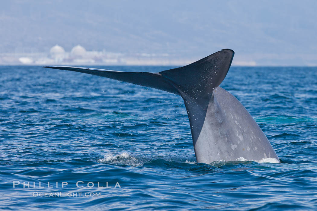 Blue whale and San Onofre Nuclear Power generating station, raising fluke prior to diving for food, fluking up, lifting tail as it swims in the open ocean foraging for food. Dana Point, California, USA, Balaenoptera musculus, natural history stock photograph, photo id 27338