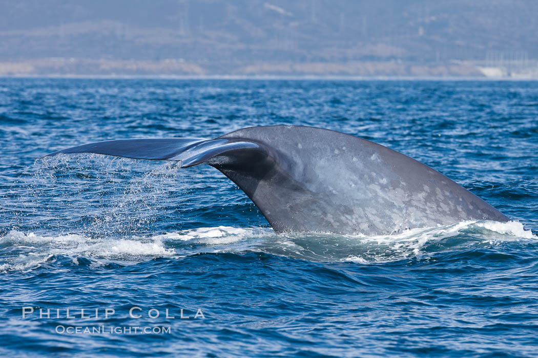 Blue whale and San Onofre Nuclear Power generating station, raising fluke prior to diving for food, fluking up, lifting tail as it swims in the open ocean foraging for food. Dana Point, California, USA, Balaenoptera musculus, natural history stock photograph, photo id 27339