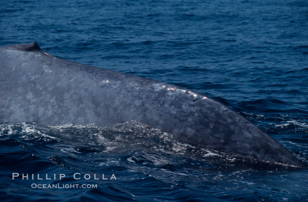 Blue whale, dorsal aspect of caudal stem,  Baja California (Mexico)., Balaenoptera musculus, natural history stock photograph, photo id 03330
