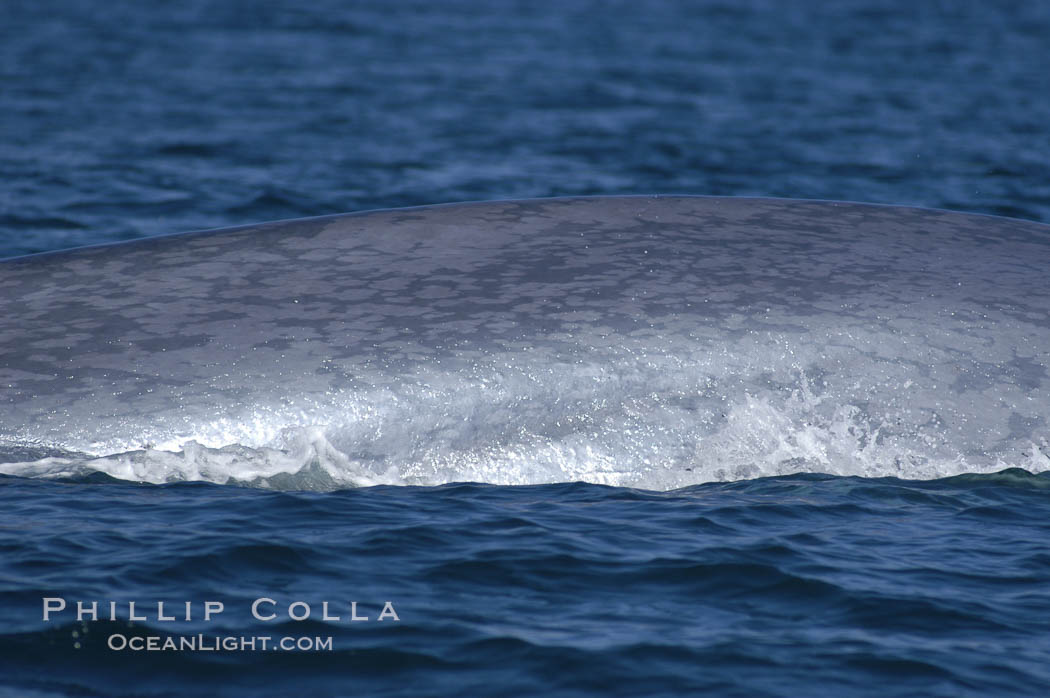 An enormous blue whale rounds out (hunches up its back) before diving.  Note the distinctive mottled skin pattern. Open ocean offshore of San Diego. California, USA, Balaenoptera musculus, natural history stock photograph, photo id 07526