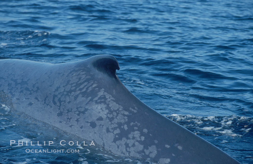 An enormous blue whale rounds out (hunches up its back) before diving.  Note the distinctive mottled skin pattern and small, falcate dorsal fin. Open ocean offshore of San Diego. California, USA, Balaenoptera musculus, natural history stock photograph, photo id 07578