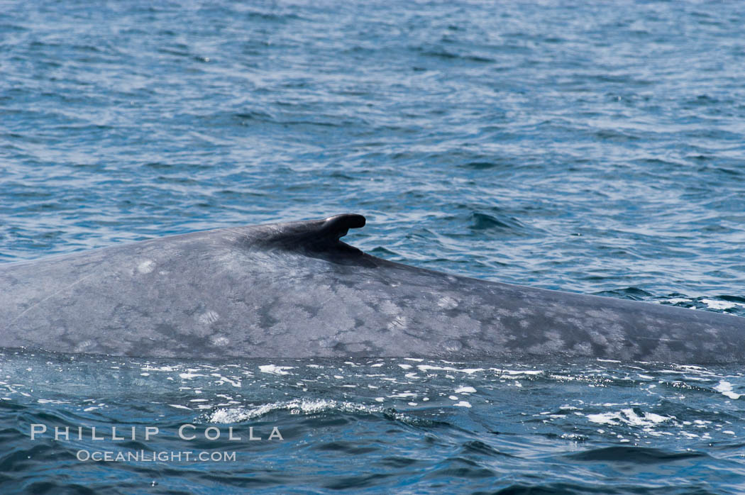 The characteristic falcate (rounded) dorsal fin and gray/blue mottled skin pattern of a blue whale.  The blue whale is the largest animal on earth, reaching 80 feet in length and weighing as much as 300,000 pounds.  Near Islas Coronado (Coronado Islands). Coronado Islands (Islas Coronado), Baja California, Mexico, Balaenoptera musculus, natural history stock photograph, photo id 09506