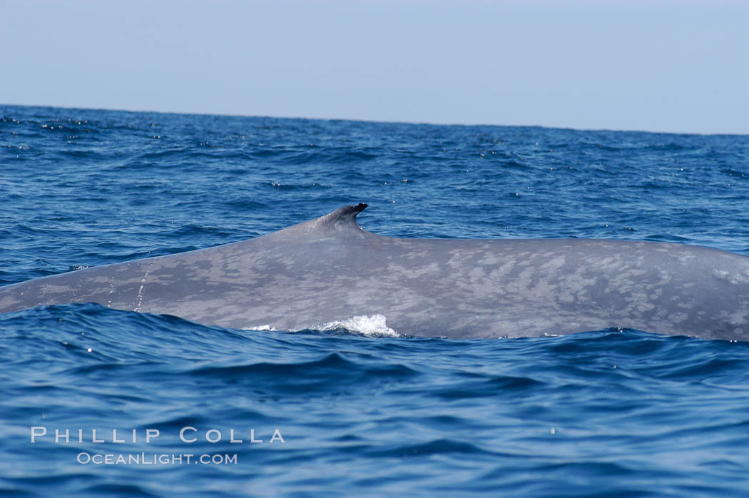 The characteristic falcate (rounded) dorsal fin and gray/blue mottled skin pattern of a blue whale.  The blue whale is the largest animal on earth, reaching 80 feet in length and weighing as much as 300,000 pounds.  Near Islas Coronado (Coronado Islands). Coronado Islands (Islas Coronado), Baja California, Mexico, Balaenoptera musculus, natural history stock photograph, photo id 09526