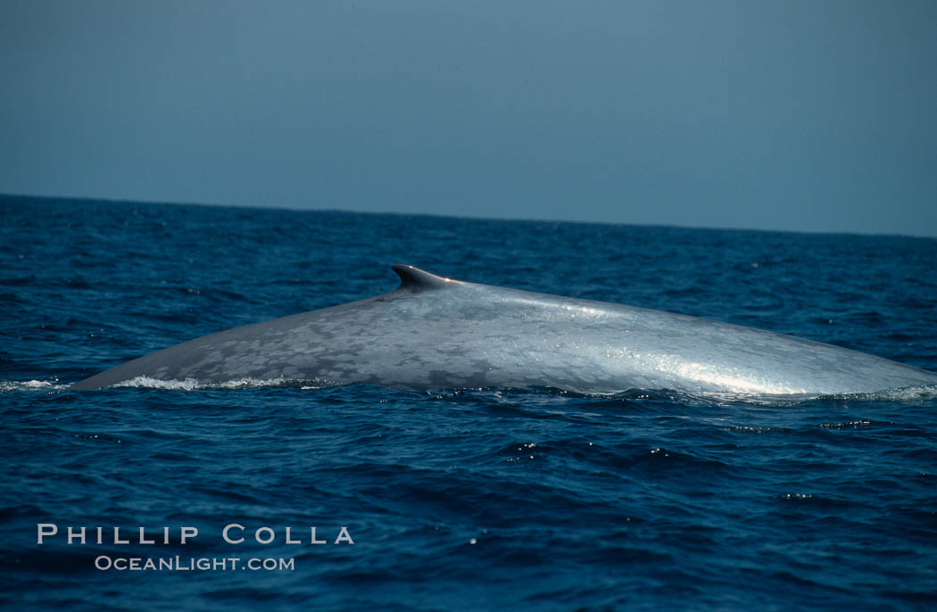 Blue whale., Balaenoptera musculus, natural history stock photograph, photo id 00936