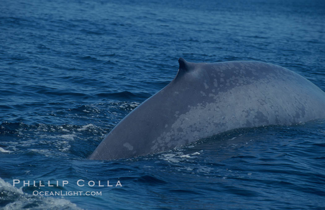 An enormous blue whale rounds out (hunches up its back) before diving.  Note the distinctive mottled skin pattern and small, falcate dorsal fin. Open ocean offshore of San Diego. California, USA, Balaenoptera musculus, natural history stock photograph, photo id 07576