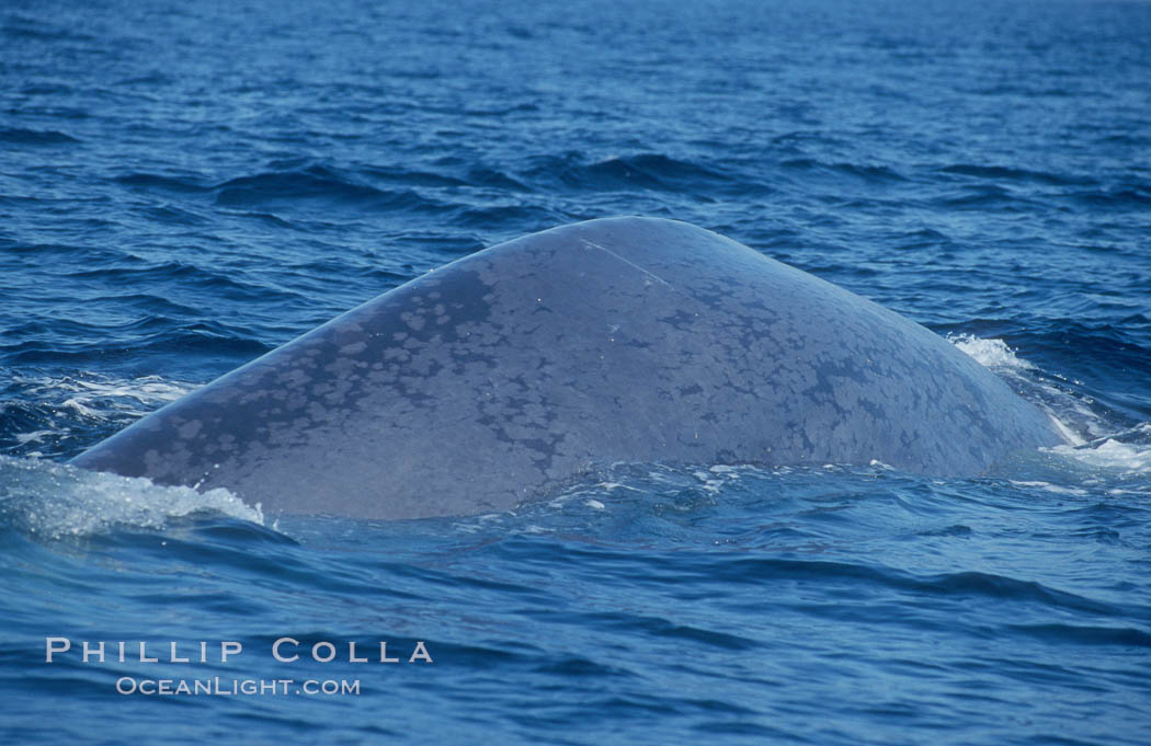 An enormous blue whale rounds out (hunches up its back) before diving.  Note the distinctive mottled skin pattern. Open ocean offshore of San Diego. California, USA, Balaenoptera musculus, natural history stock photograph, photo id 07579