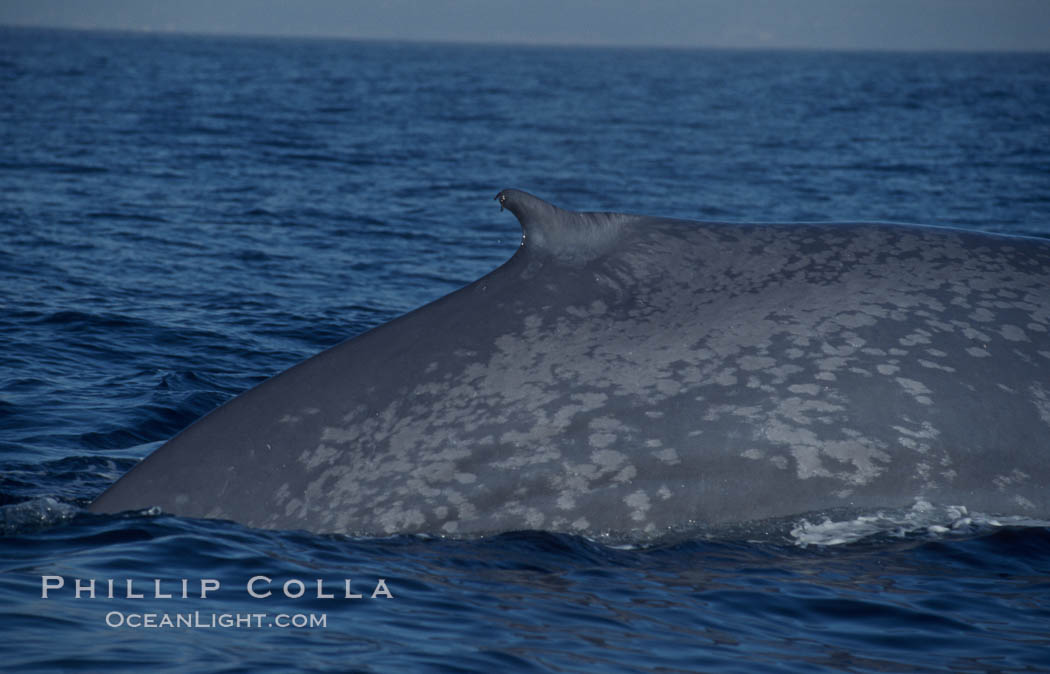 An enormous blue whale rounds out (hunches up its back) before diving.  Note the distinctive mottled skin pattern and small, falcate dorsal fin. Open ocean offshore of San Diego. California, USA, Balaenoptera musculus, natural history stock photograph, photo id 07573