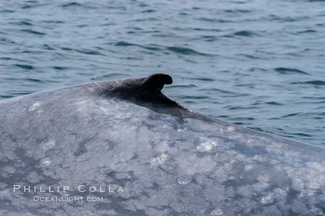 The characteristic falcate (rounded) dorsal fin and gray/blue mottled skin pattern of a blue whale.  The blue whale is the largest animal on earth, reaching 80 feet in length and weighing as much as 300,000 pounds.  Near Islas Coronado (Coronado Islands). Coronado Islands (Islas Coronado), Baja California, Mexico, Balaenoptera musculus, natural history stock photograph, photo id 09505