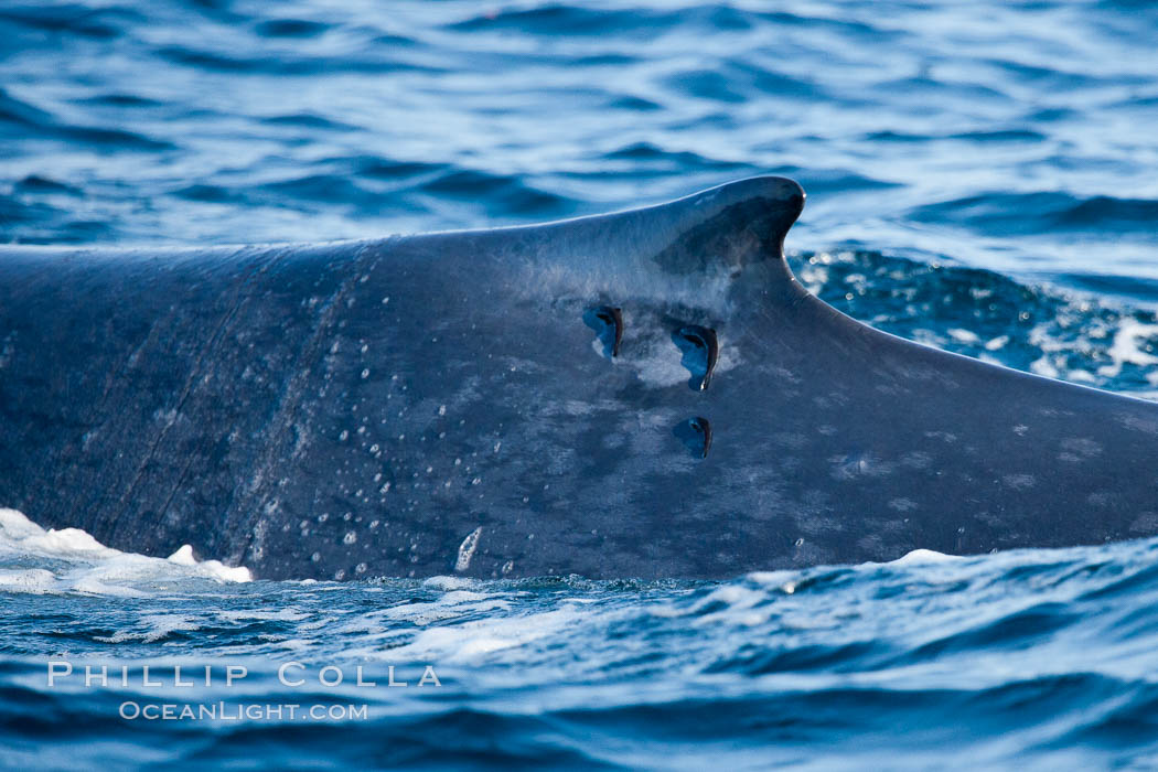 Blue whale, dorsal fin with remora hanging off. San Diego, California, USA, Balaenoptera musculus, natural history stock photograph, photo id 16209