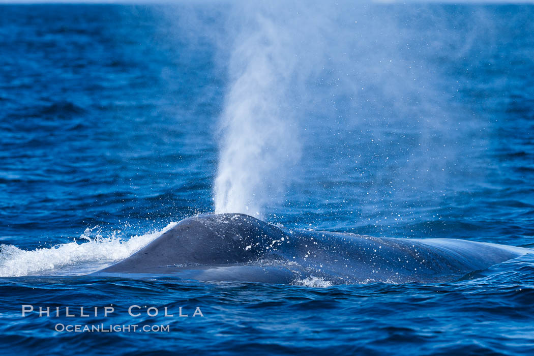 A blue whale exhales. The blow, or spout, of a blue whale can reach 30 feet into the air. The blue whale is the largest animal ever to live on earth. La Jolla, California, USA, natural history stock photograph, photo id 27118