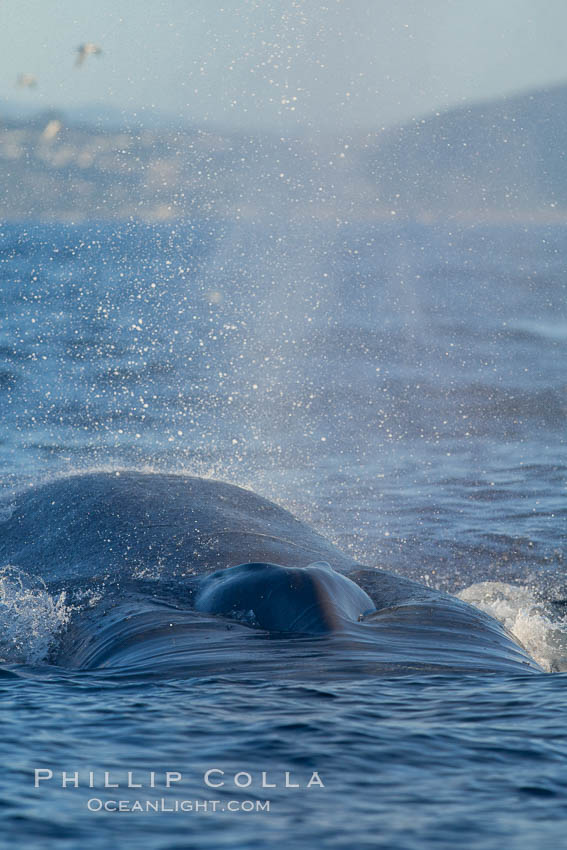 A blue whale exhales. The blow, or spout, of a blue whale can reach 30 feet into the air. The blue whale is the largest animal ever to live on earth. La Jolla, California, USA, natural history stock photograph, photo id 27144