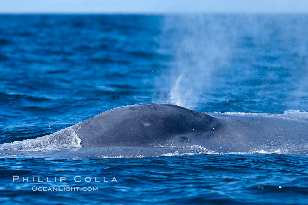 A blue whale exhales. The blow, or spout, of a blue whale can reach 30 feet into the air. The blue whale is the largest animal ever to live on earth. La Jolla, California, USA, natural history stock photograph, photo id 27117