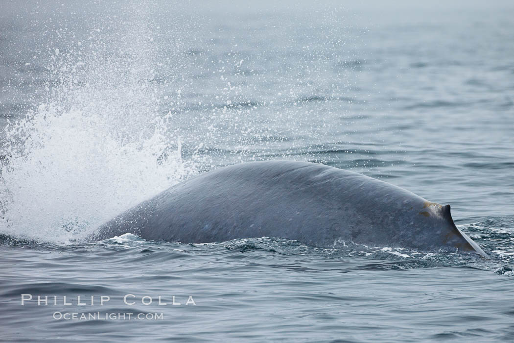 Blue whale exhaling in a blast as it dives underwater in the Santa Barbara Channel. Santa Rosa Island, California, USA, Balaenoptera musculus, natural history stock photograph, photo id 27021