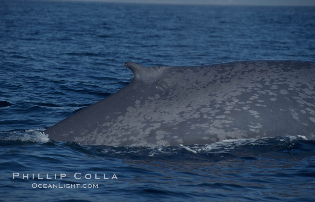 An enormous blue whale rounds out (hunches up its back) before diving.  Note the distinctive mottled skin pattern and small, falcate dorsal fin. Open ocean offshore of San Diego. California, USA, Balaenoptera musculus, natural history stock photograph, photo id 07574